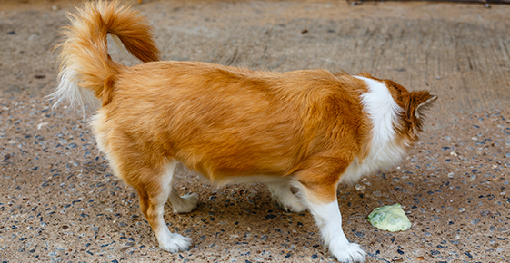 Image of a dog vomiting. 