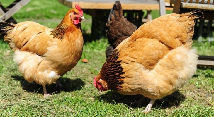 chickens