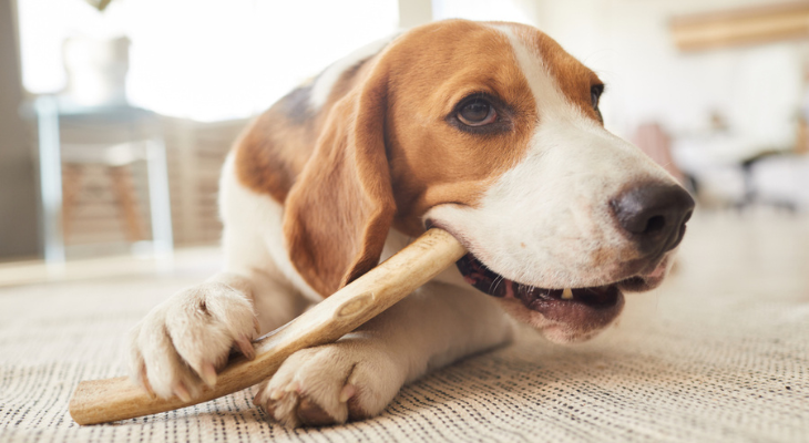 Dog chews on stick-like thing.