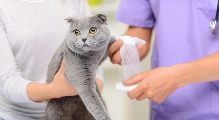 Gray cat has his paw bandaged.