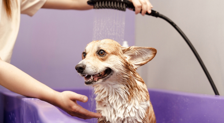Dog is bathed in a tub.
