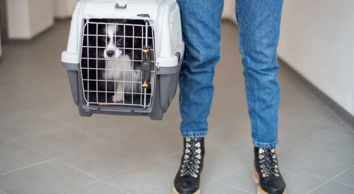 dog in carrier