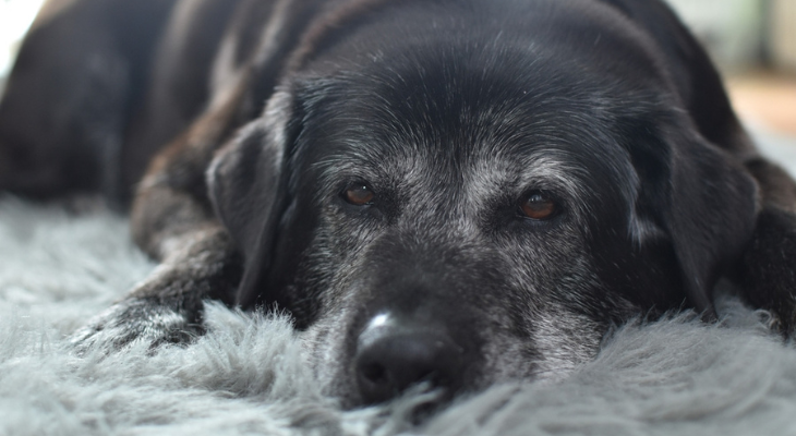 Tired old dog.