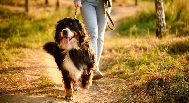Woman walks dog along nature trail.