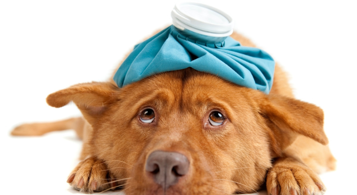 Dog wearing a hot water bottle.