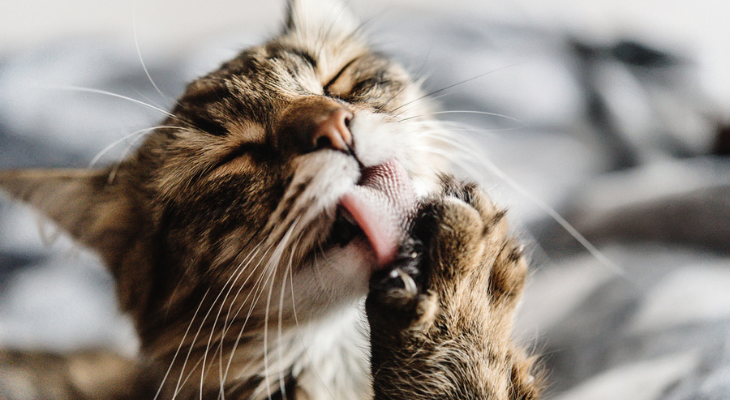 Cat takes great pleasure in grooming himself.