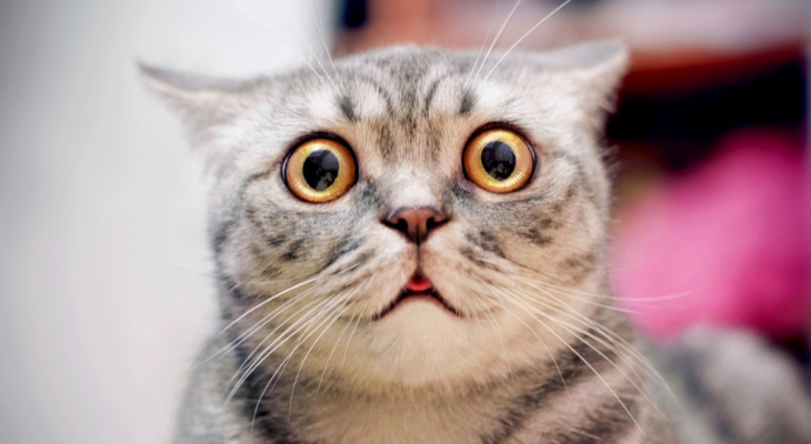 Overstimulated cat stares into camera.