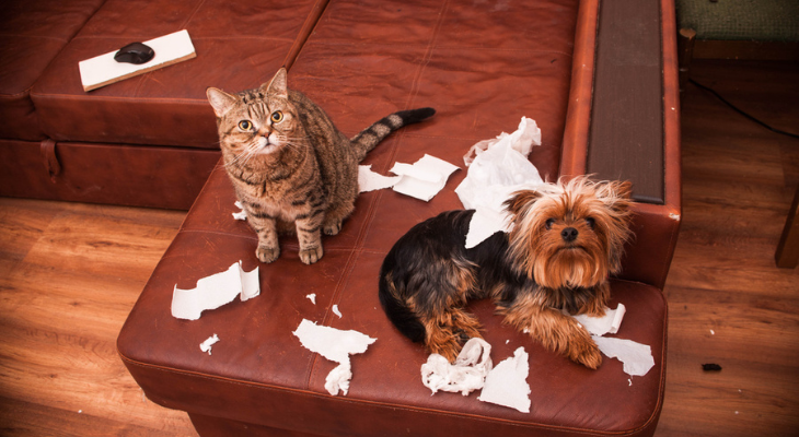 Cat and dog terrorize owner.