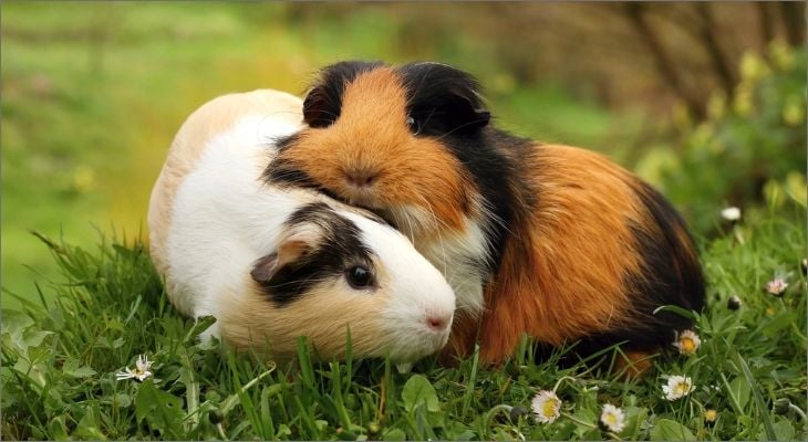 guinea pigs