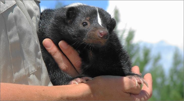 pet skunk
