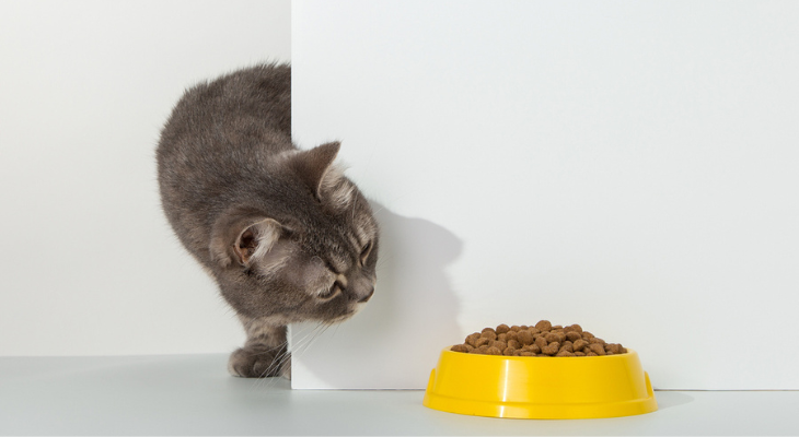 Cat sneaks a peak at dinner.