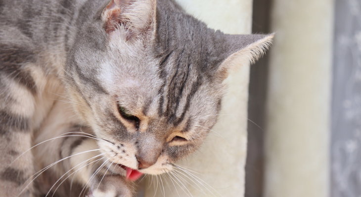 Nauseous cat is sick of being sick.