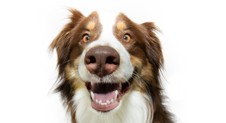 Smiling dog.
